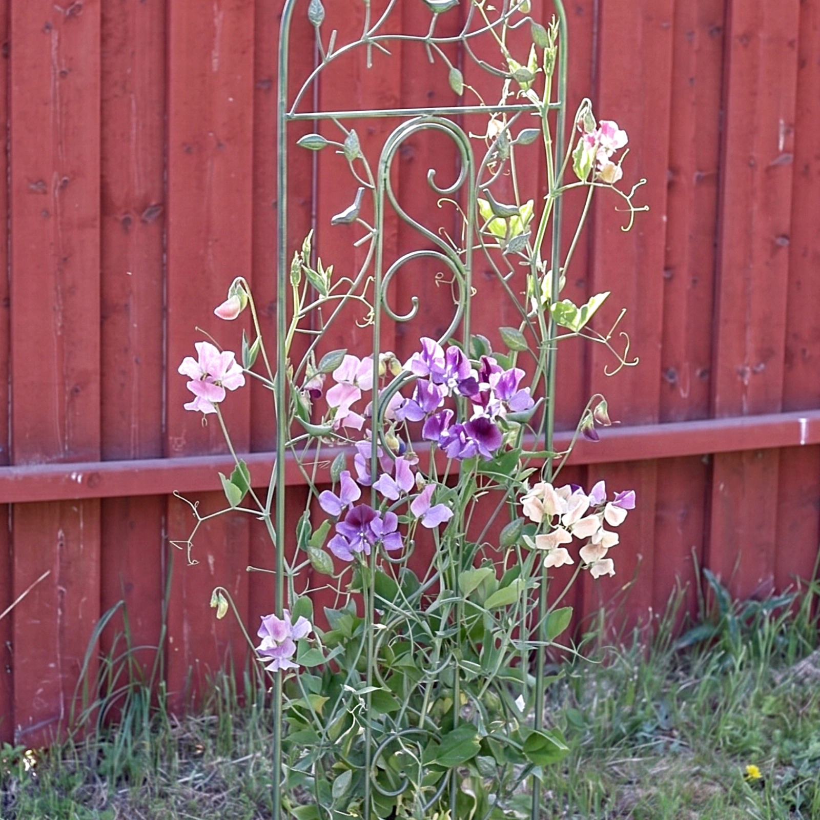 Spaljé i smide Grenverk bredd 40 cm